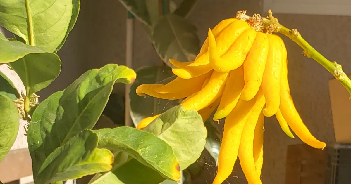 Unusual and Interesting Citrus Varieties | The Real Dirt